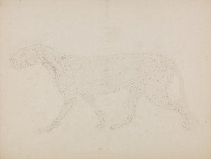 Studie av en tiger, sidevisning, fra "En sammenlignende anatomisk utstilling av strukturen til menneskekroppen med strukturen til en tiger og en fugl" av George Stubbs