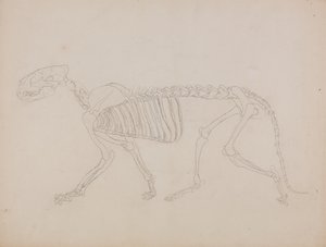 Studie av en tiger, sidevisning, fra "En sammenlignende anatomisk utstilling av strukturen til menneskekroppen med strukturen til en tiger og en fugl" av George Stubbs