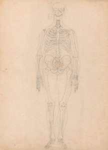Studie av den menneskelige figuren, forfra, diagram for nøkkel til tabell I, fra en sammenlignende anatomisk fremstilling av strukturen til menneskekroppen med strukturen til en tiger og en fugl, ca. 1795-1806 (g av George Stubbs