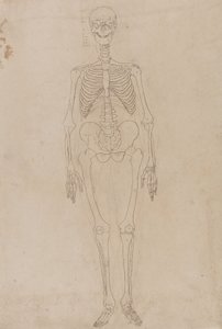 Studie av den menneskelige figuren, forfra, fra en sammenlignende anatomisk fremstilling av strukturen til menneskekroppen med strukturen til en tiger og en fugl, ca. 1795-1806 (grafitt og blekk på papir) av George Stubbs