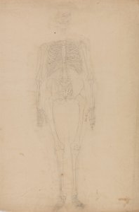 Studie av den menneskelige figuren, forfra, fra en sammenlignende anatomisk utstilling av strukturen til menneskekroppen med strukturen til en tiger og en fugl, ca. 1795-1806 (grafitt på papir) av George Stubbs