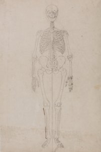 Studie av den menneskelige figuren, forfra, fra en sammenlignende anatomisk fremstilling av strukturen til menneskekroppen med strukturen til en tiger og en fugl, ca. 1795-1806 (grafitt og blekk på papir) av George Stubbs