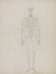 Studie av den menneskelige figuren, anterior View, fra 