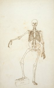 Studie av den menneskelige figuren, anterior View, fra "En sammenlignende anatomisk utstilling av strukturen til menneskekroppen med strukturen til en tiger og en vanlig fugl" av George Stubbs