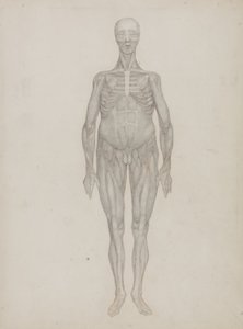 Studie av den menneskelige figuren, anterior View, fra 