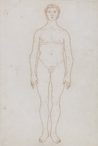 Studie av den menneskelige figuren, anterior View, fra 