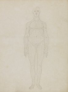 Studie av den menneskelige figuren, anterior View, fra 