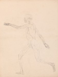 Studie av den menneskelige figuren, sidevisning, diagram for nøkkel til tabell XIII, fra En sammenlignende anatomisk utstilling av strukturen til menneskekroppen med strukturen til en tiger og en fugl, 1795-1806 (g av George Stubbs