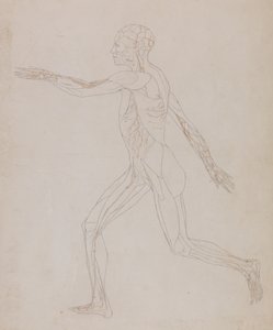 Studie av den menneskelige figuren, sidevisning, fra en sammenlignende anatomisk utstilling av strukturen til menneskekroppen med strukturen til en tiger og en fugl, ca. 1795-1806 (grafitt på papir) av George Stubbs