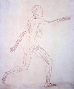 Studie av den menneskelige figuren, sidevisning, fra en sammenlignende anatomisk fremstilling av strukturen til menneskekroppen med strukturen til en tiger og en fugl, ca. 1795-1806 (blekk på papir) av George Stubbs