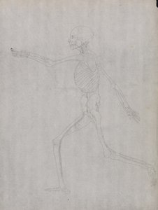 Studie av den menneskelige figuren, sidevisning, fra en sammenlignende anatomisk utstilling av strukturen til menneskekroppen med strukturen til en tiger og en fugl, 1795-1806 (grafitt på kraftig vevd papir) av George Stubbs
