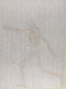 Studie av den menneskelige figuren, sidevisning, fra en sammenlignende anatomisk fremstilling av strukturen til menneskekroppen med strukturen til en tiger og en fugl, 1795-1806 (grafitt og rødt kritt på tynn w av George Stubbs