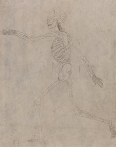Studie av den menneskelige figuren, sidevisning, fra en sammenlignende anatomisk utstilling av strukturen til menneskekroppen med strukturen til en tiger og en fugl, 1795-1806 (grafitt med blekk på kraftig vev) av George Stubbs