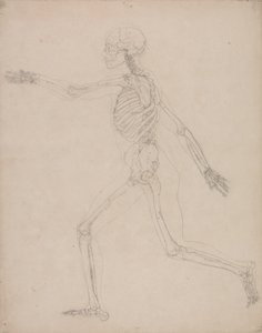 Studie av den menneskelige figuren, sidevisning, fra en sammenlignende anatomisk utstilling av strukturen til menneskekroppen med strukturen til en tiger og en fugl, 1795-1806 (grafitt på kraftig vevd papir) av George Stubbs
