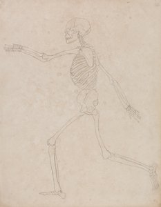 Studie av den menneskelige figuren, sidevisning, fra en sammenlignende anatomisk utstilling av strukturen til menneskekroppen med strukturen til en tiger og en fugl, 1795-1806 (grafitt på kraftig vevd papir) av George Stubbs