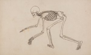 Studie av den menneskelige figuren, sidevisning, fra en sammenlignende anatomisk fremstilling av strukturen til menneskekroppen med strukturen til en tiger og en fugl, 1795-1806 (penn og blekk over grafitt på vev) av George Stubbs