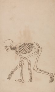 Studie av den menneskelige figuren, sidevisning, fra en sammenlignende anatomisk fremstilling av strukturen til menneskekroppen med strukturen til en tiger og en fugl, 1795-1806 (penn og blekk over grafitt på vev) av George Stubbs