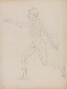 Studie av den menneskelige figuren, sidevisning, fra en sammenlignende anatomisk utstilling av strukturen til menneskekroppen med strukturen til en tiger og en fugl, 1795-1806 (grafitt på kraftig vevd papir) av George Stubbs