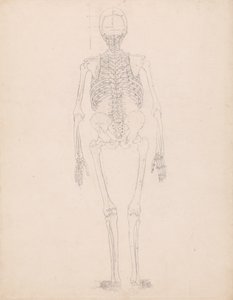 Studie av den menneskelige figuren, posterior visning, diagram for nøkkel til tabell II, fra en sammenlignende anatomisk fremstilling av strukturen til menneskekroppen med strukturen til en tiger og en fugl, ca. 1795-1806 av George Stubbs