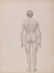Studie av den menneskelige figuren, posterior sett, udissekert, fullført studie for tabell VII, fra en sammenlignende anatomisk fremstilling av strukturen til menneskekroppen med strukturen til en tiger og en fugl av George Stubbs