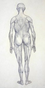 Studie av menneskefiguren, posteriort sett, fra en sammenlignende anatomisk utstilling av strukturen til menneskekroppen med strukturen til en tiger og en fugl, ca. 1795-1806 (grafitt på patronpapir) av George Stubbs