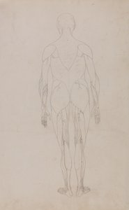 Studie av den menneskelige figuren, posteriort syn, fra en sammenlignende anatomisk utstilling av strukturen til menneskekroppen med strukturen til en tiger og en fugl, ca. 1795-1806 (grafitt og blekk på papir) av George Stubbs