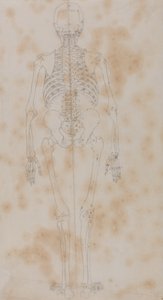 Studie av den menneskelige figuren, posteriort syn, fra en sammenlignende anatomisk utstilling av strukturen til menneskekroppen med strukturen til en tiger og en fugl, ca. 1795-1806 (grafitt på papir) av George Stubbs