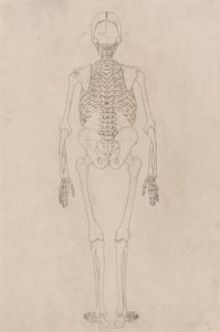 Studie av den menneskelige figuren, posteriort syn, fra en sammenlignende anatomisk utstilling av strukturen til menneskekroppen med strukturen til en tiger og en fugl, ca. 1795-1806 (blekk på patronpapir) av George Stubbs