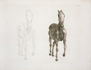 Tab. VIII, fra 