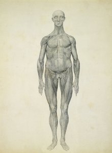The Human Figure, anterior view, fra serien 
