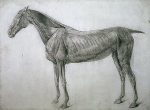 Studiet av muskler: Ecorche-tegning sett fra flanken, fra det 13. anatomiske bordet, fra hestens anatomi, 1766 av George Stubbs