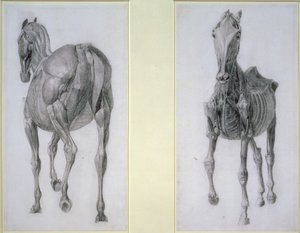 Studiet av muskler: utsikter forfra og bakfra, fra den 13. anatomiske tabellen, fra hestens anatomi, 1766 av George Stubbs