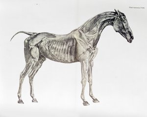 Tredje anatomisk bord, fra 