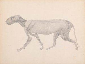 Tigerkropp, sidevisning (ferdig tegning for upublisert bord; viser det tredje stadiet i disseksjon) av George Stubbs