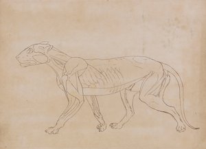 Tigerkropp, sidevisning (konturtegning for en nøkkelfigur) av George Stubbs