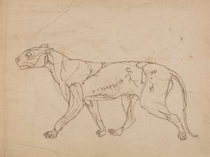 Tiger Body, Lateral View (Oversiktsstudie av overflatemusklene og deres blodtilførsel, sannsynligvis laget for en nøkkelfigur) av George Stubbs