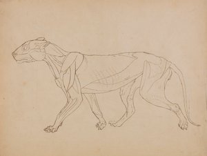 Tiger Body, Lateral View (Sannsynligvis laget som grunnlag for en nøkkelfigur) av George Stubbs