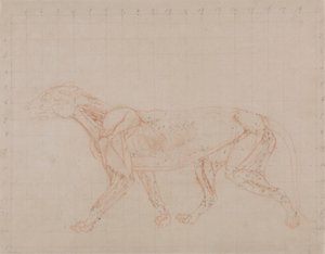 Tiger Body, Lateral View (Studie av det fjerde trinnet av disseksjon som viser de dypere musklene) av George Stubbs