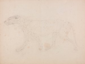 Tigerkropp, sidevisning (studie av musklene for nøkkelfiguren til tabell IX) av George Stubbs