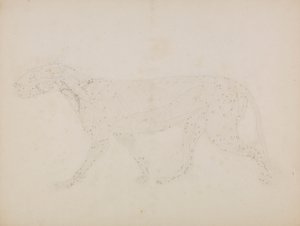 Tigerkropp, sidevisning (Studie av de øvre lagene av muskler og deres blodtilførsel forberedt for nøkkeltallet til tabell XIV) av George Stubbs