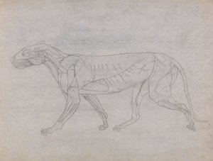 Tigerkropp, sett fra siden av George Stubbs