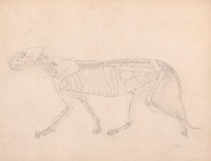 Tigerkropp, sett fra siden av George Stubbs