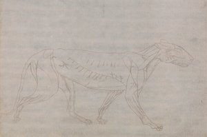 Tigerkropp, sett fra siden av George Stubbs