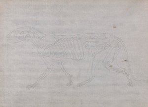 Tigerkropp, sett fra siden av George Stubbs