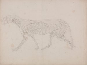 Tigerkropp, sett fra siden av George Stubbs