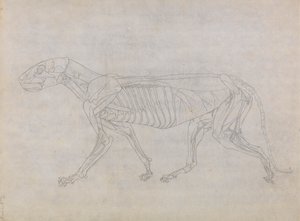 Tigerkropp, sett fra siden av George Stubbs