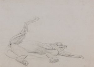 Tigerkropp, liggende, sett ventralt av George Stubbs