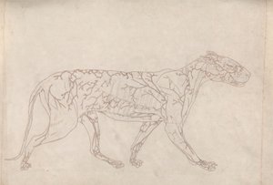 Tiger, sidevisning (konturstudie av overflateblodforsyningen, utarbeidet for nøkkelfiguren til tabell IX) av George Stubbs