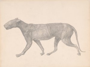 Tiger, sett fra siden, med hud og vev fjernet (ferdig studie for tabell IX) av George Stubbs