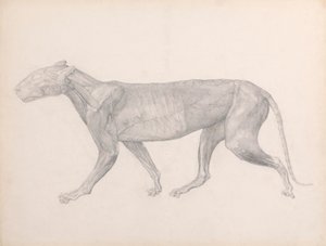 Tiger, sett fra siden, med bindevevet som ligger over musklene fjernet (ferdig studie for tabell XIV) av George Stubbs